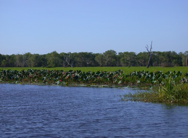Yellow Waters Billabong
